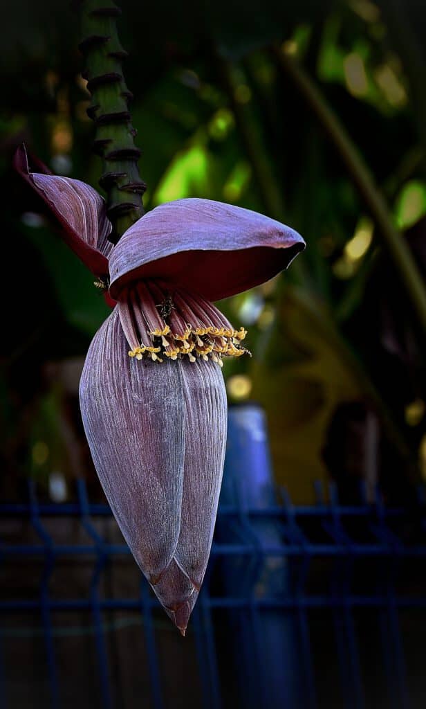 Banana blossom